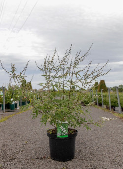VITEX agnus-castus ALBUS En pot de 10-12 litres