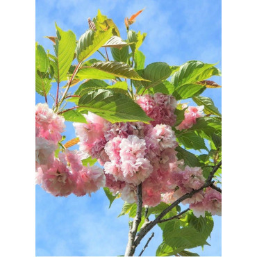 PRUNUS serrulata PINK PERFECTION