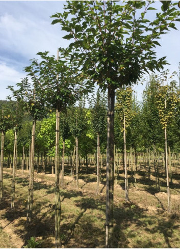 PRUNUS serrulata PINK PERFECTION