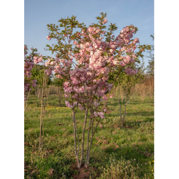 PRUNUS serrulata PINK PERFECTION