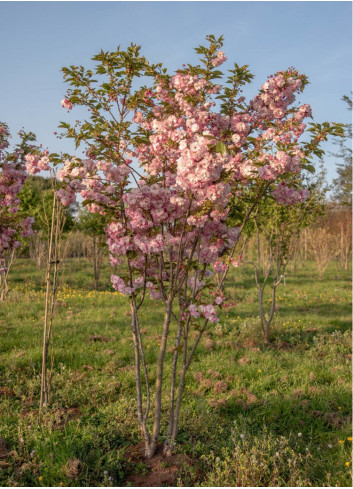 PRUNUS serrulata PINK PERFECTION