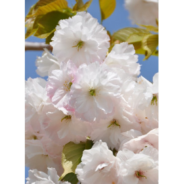 PRUNUS serrulata SHIMIDSU