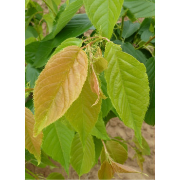 PRUNUS serrulata SHIMIDSU