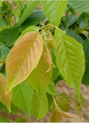 PRUNUS serrulata SHIMIDSU