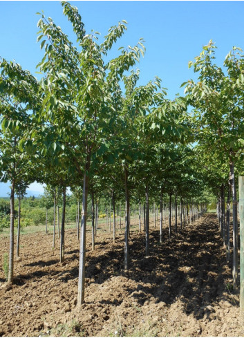 PRUNUS serrulata SHIMIDSU