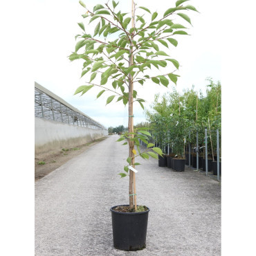 PRUNUS serrulata SHIROTAE En pot de 12-15 litres forme baliveau