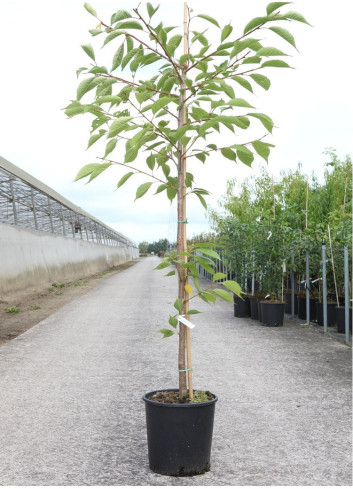 PRUNUS serrulata SHIROTAE En pot de 12-15 litres forme baliveau