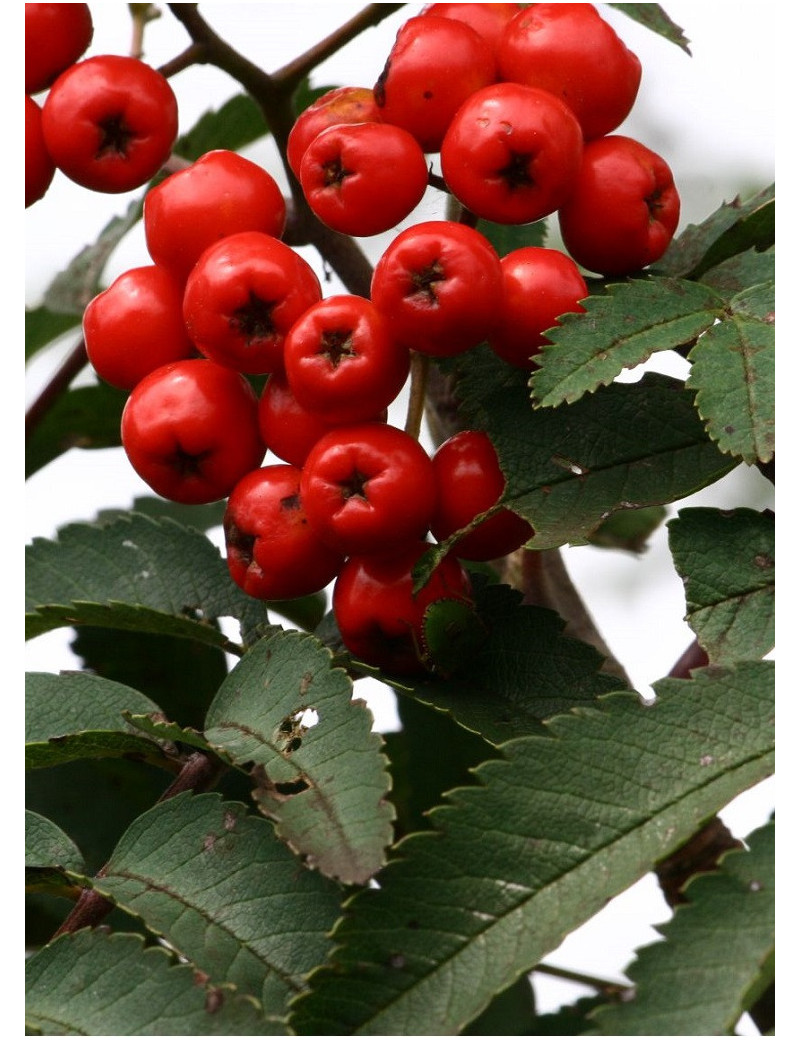 SORBUS aucuparia SHEERWATER SEEDLING