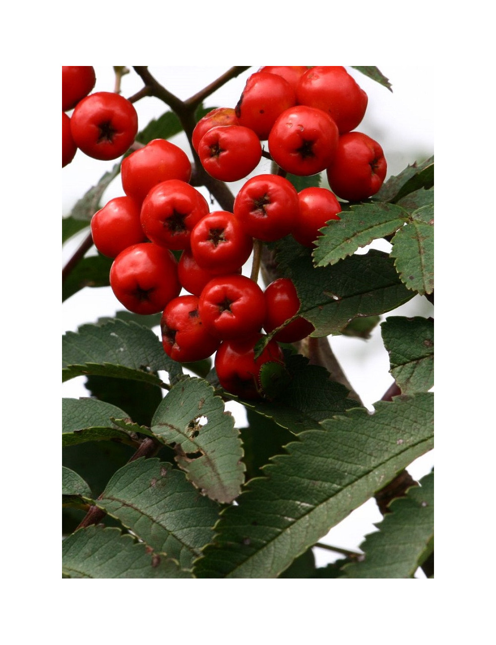 SORBUS aucuparia SHEERWATER SEEDLING