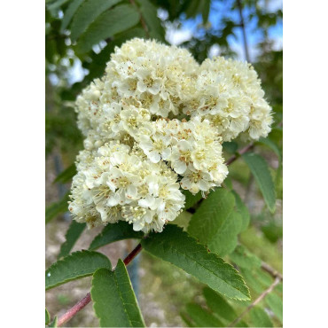 SORBUS aucuparia SHEERWATER SEEDLING