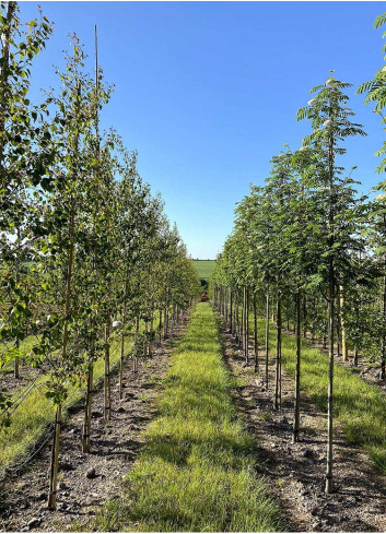 SORBUS aucuparia SHEERWATER SEEDLING