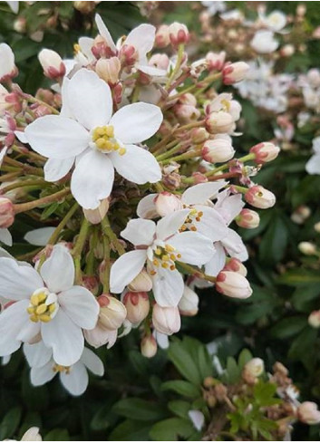 CHOISYA ternata GREENFINGERS