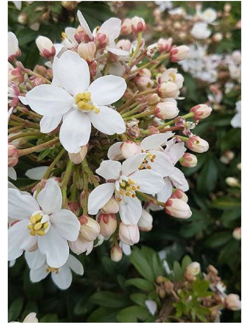 CHOISYA ternata GREENFINGERS