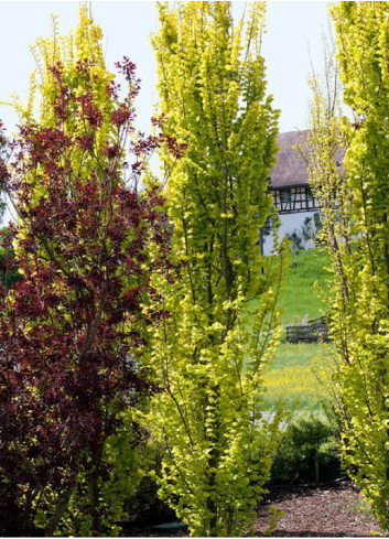 ULMUS hollandica WREDEI