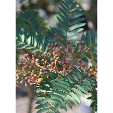 SORBUS vilmorinii