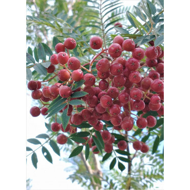 SORBUS vilmorinii