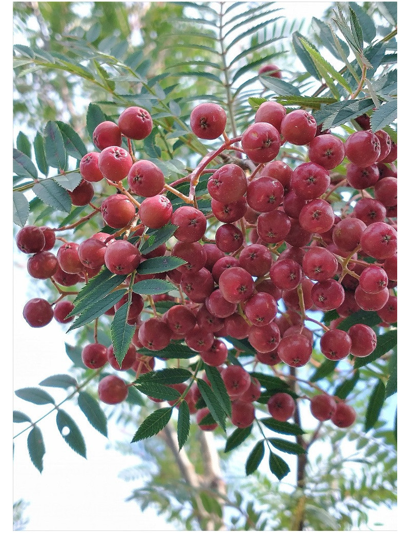 SORBUS vilmorinii