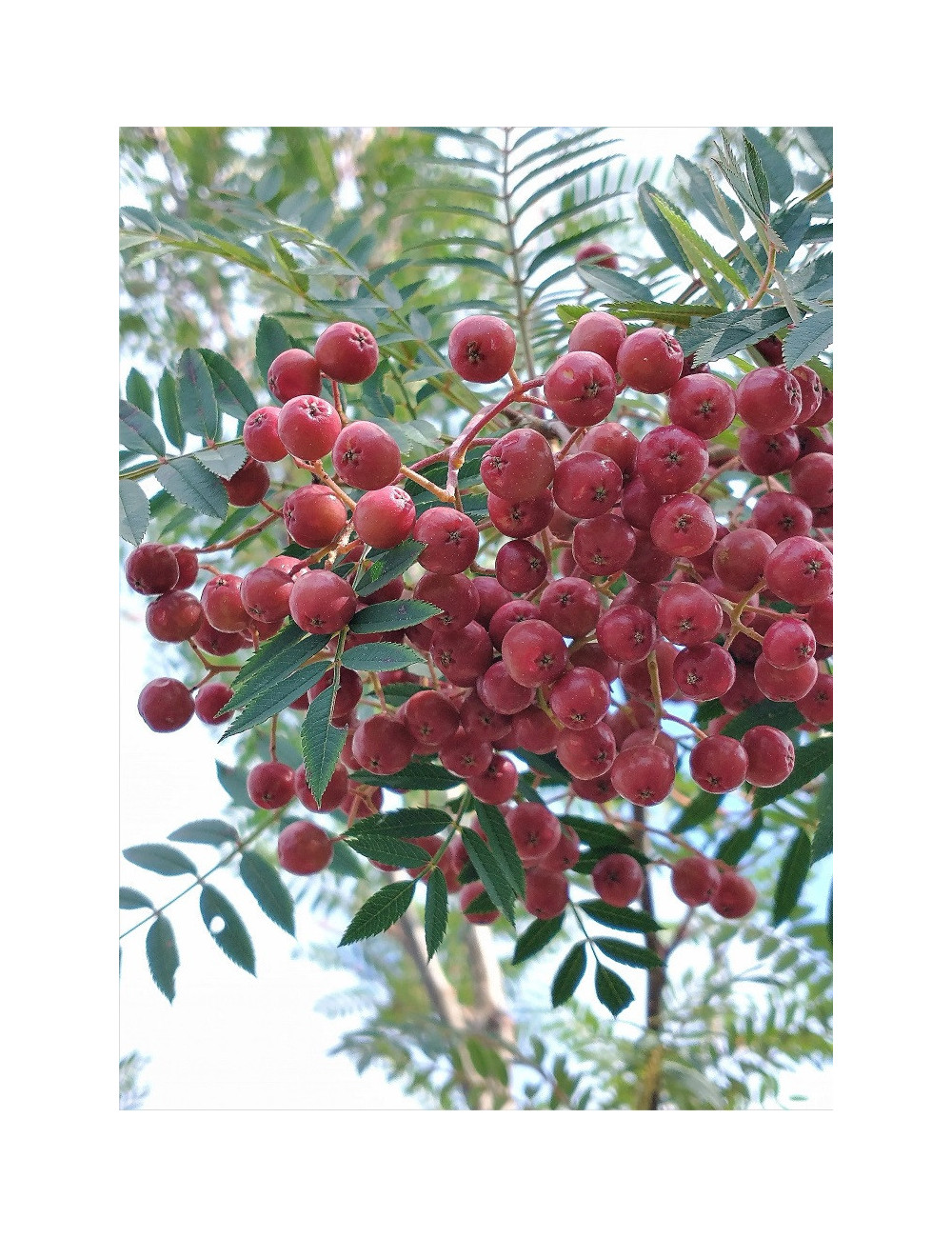 SORBUS vilmorinii