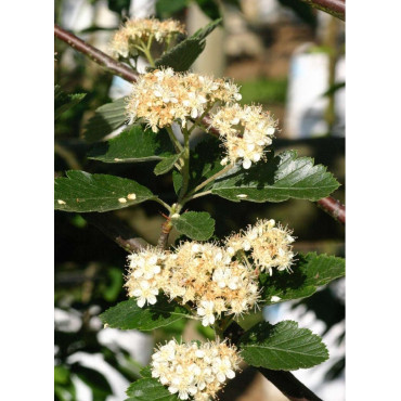 SORBUS intermedia BROUWERS