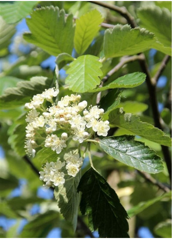 SORBUS intermedia BROUWERS