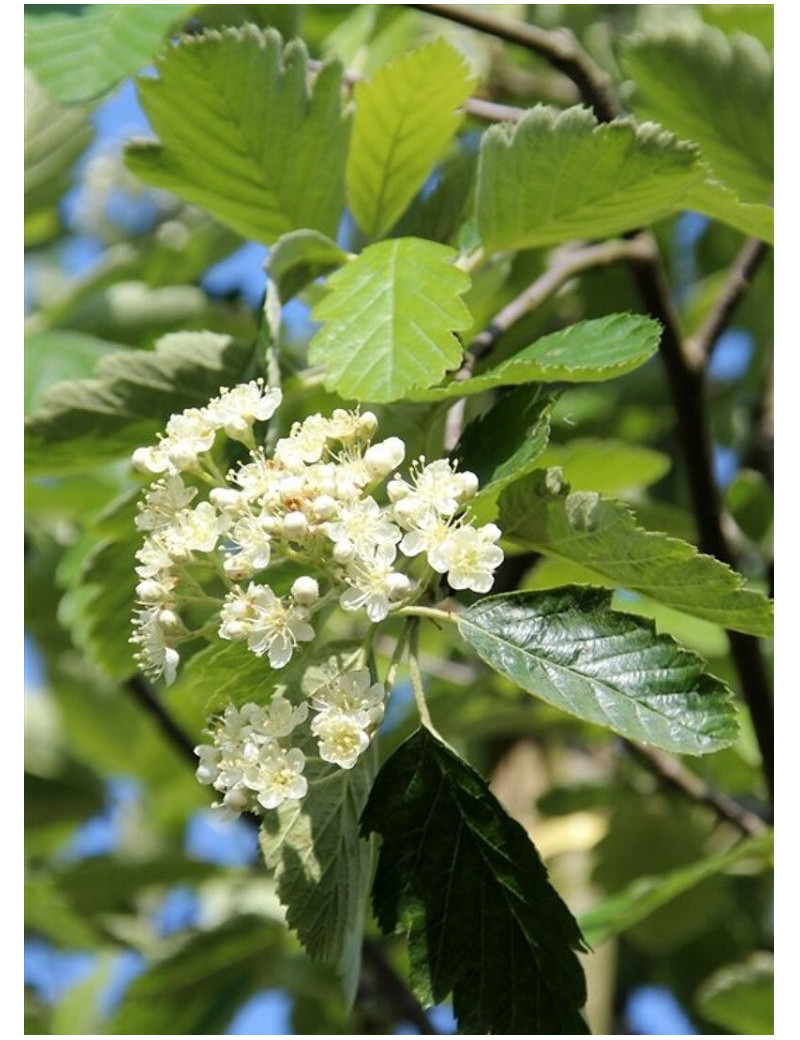 SORBUS intermedia BROUWERS