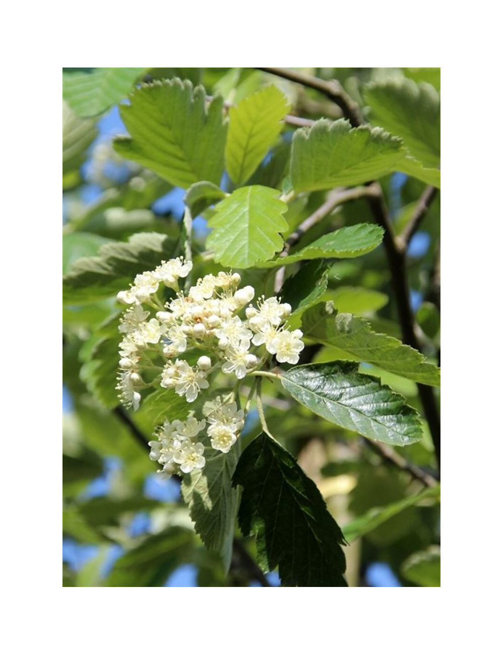 SORBUS intermedia BROUWERS