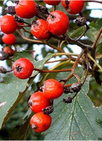 SORBUS intermedia BROUWERS