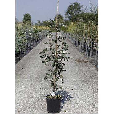 SORBUS intermedia BROUWERS En pot de 12-15 litres forme baliveau