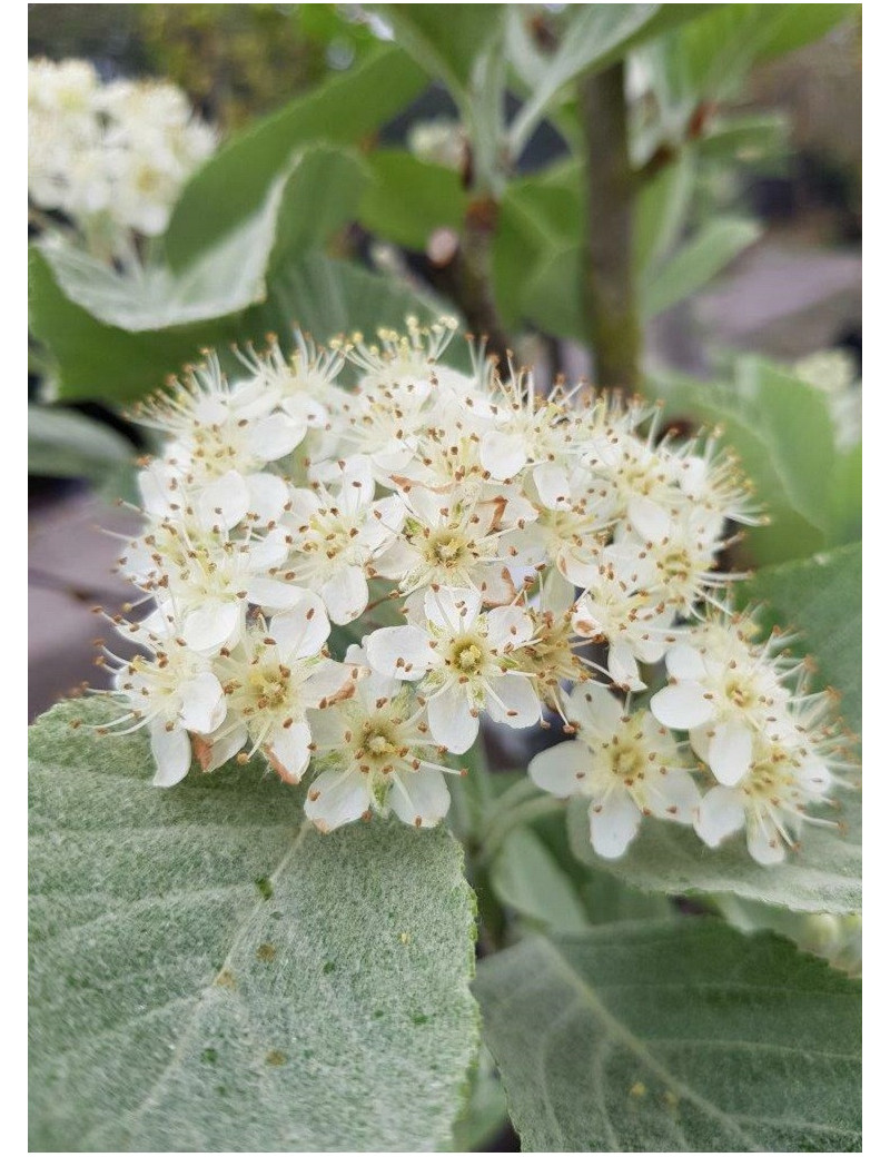 SORBUS aria LUTESCENS