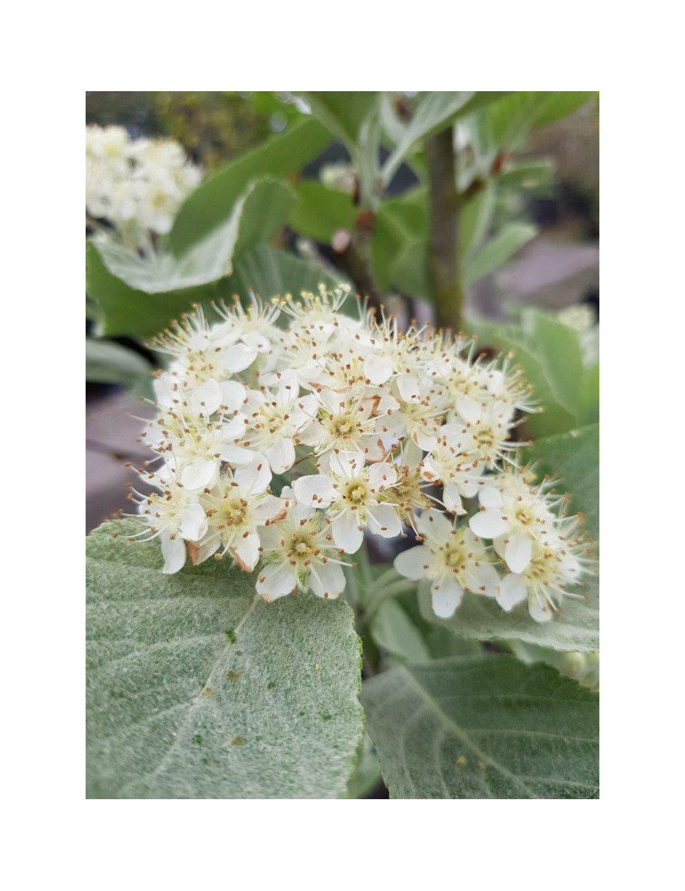 SORBUS aria LUTESCENS