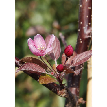 MALUS INDIAN MAGIC