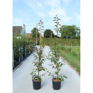 MALUS INDIAN MAGIC En pot de 12-15 litres forme baliveau hauteur 150-200 cm