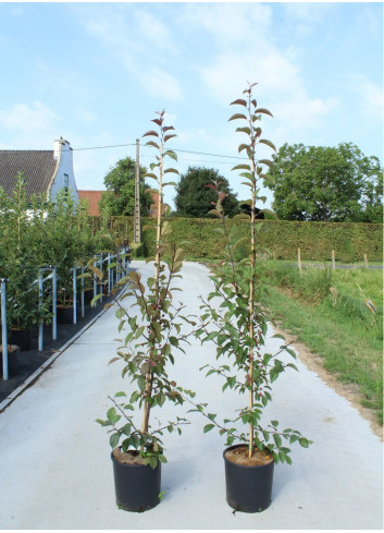 MALUS INDIAN MAGIC En pot de 12-15 litres forme baliveau hauteur 150-200 cm