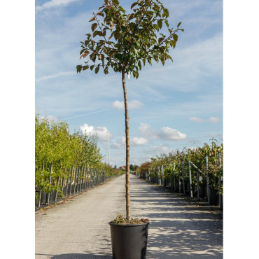 MALUS INDIAN MAGIC En pot de 15-20 litres forme tige hauteur du tronc 110-130 cm