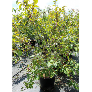 MALUS INDIAN MAGIC En pot de 50-70 litres forme buisson hauteur 150-175 cm