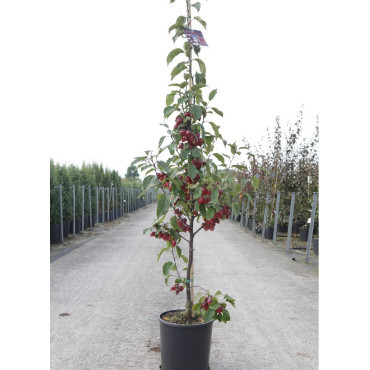 MALUS RED OBELISK® En pot de 12-15 litres forme baliveau hauteur 150-200 cm