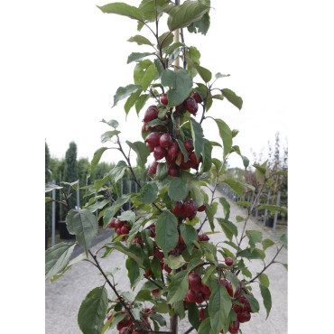 MALUS RED OBELISK®