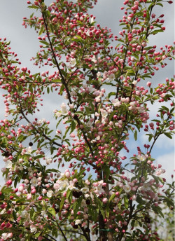 MALUS SUGAR TYME