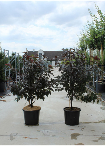 MALUS toringo SCARLETT En pot de 12-15 litres forme buisson hauteur 080-100 cm