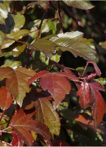 MALUS toringo SCARLETT