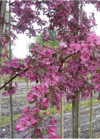 MALUS toringo SCARLETT