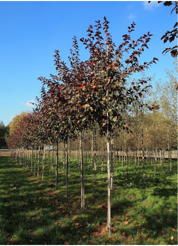 MALUS toringo SCARLETT