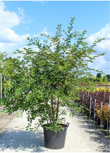 PRUNUS THE BRIDE En pot de 70-90 litres forme cépée