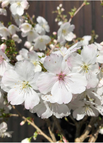 PRUNUS THE BRIDE