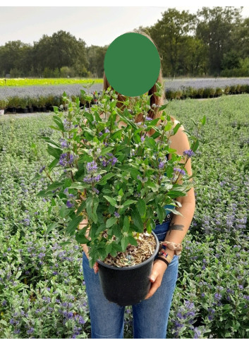 CARYOPTERIS clandonensis GRAND BLEU En pot de 4-5 litres