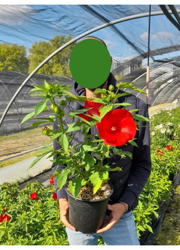 HIBISCUS moscheutos ROUGE En pot de 4-5 litres