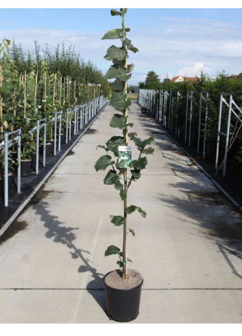 TILIA tomentosa En pot de 12-15 litres forme baliveau