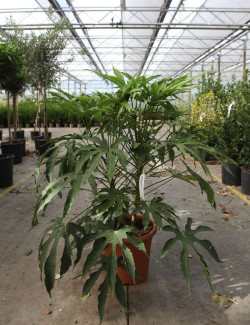 FATSIA polycarpa GREEN FINGERS En pot de 7-10 litres