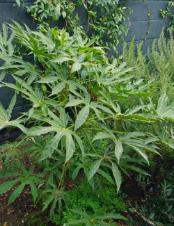 FATSIA polycarpa GREEN FINGERS