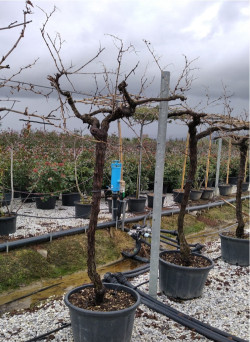 VIGNE DE TABLE En pot forme tige avec un vieux tronc